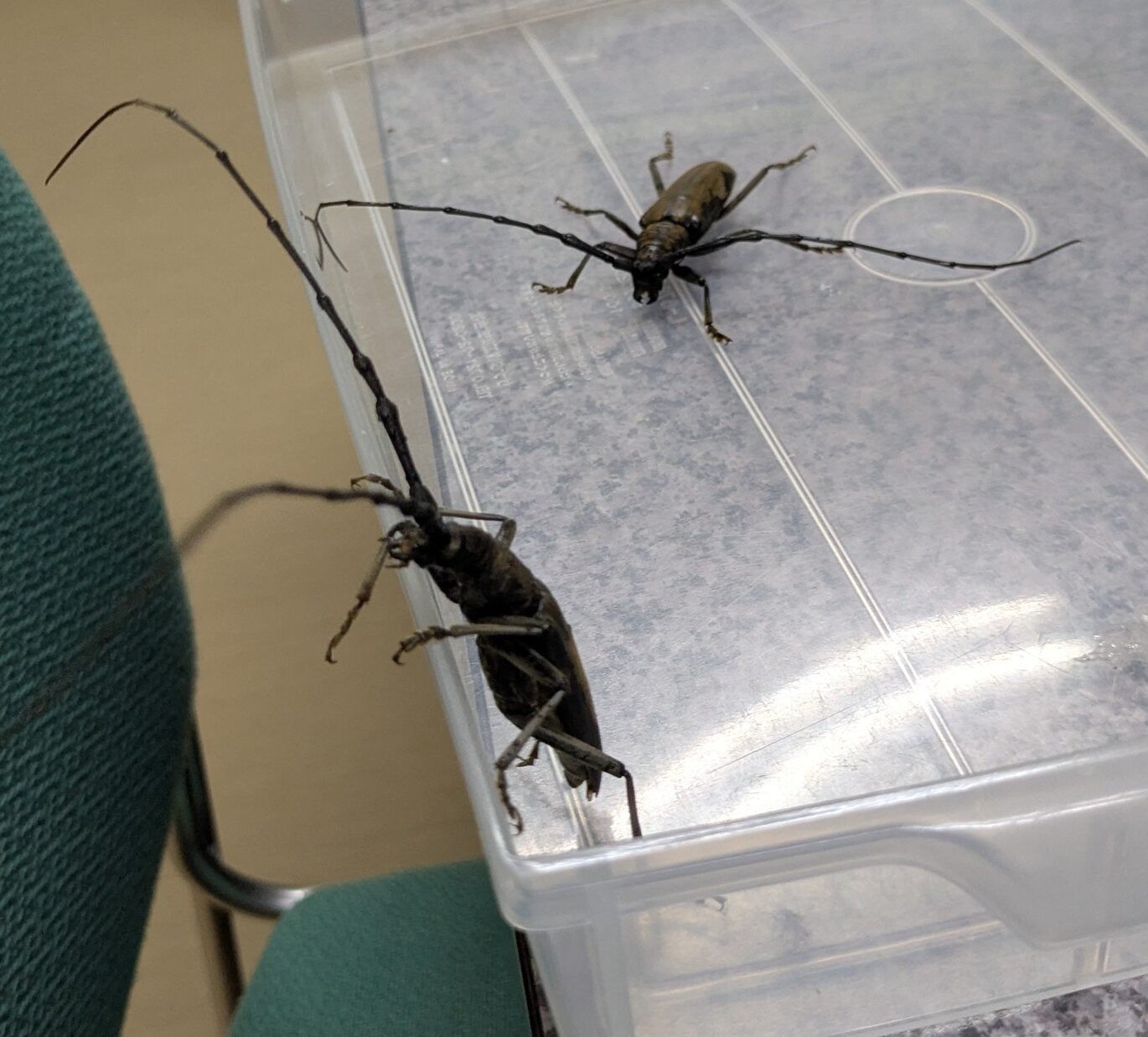ミヤマカミキリ